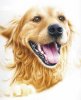 retriever lr